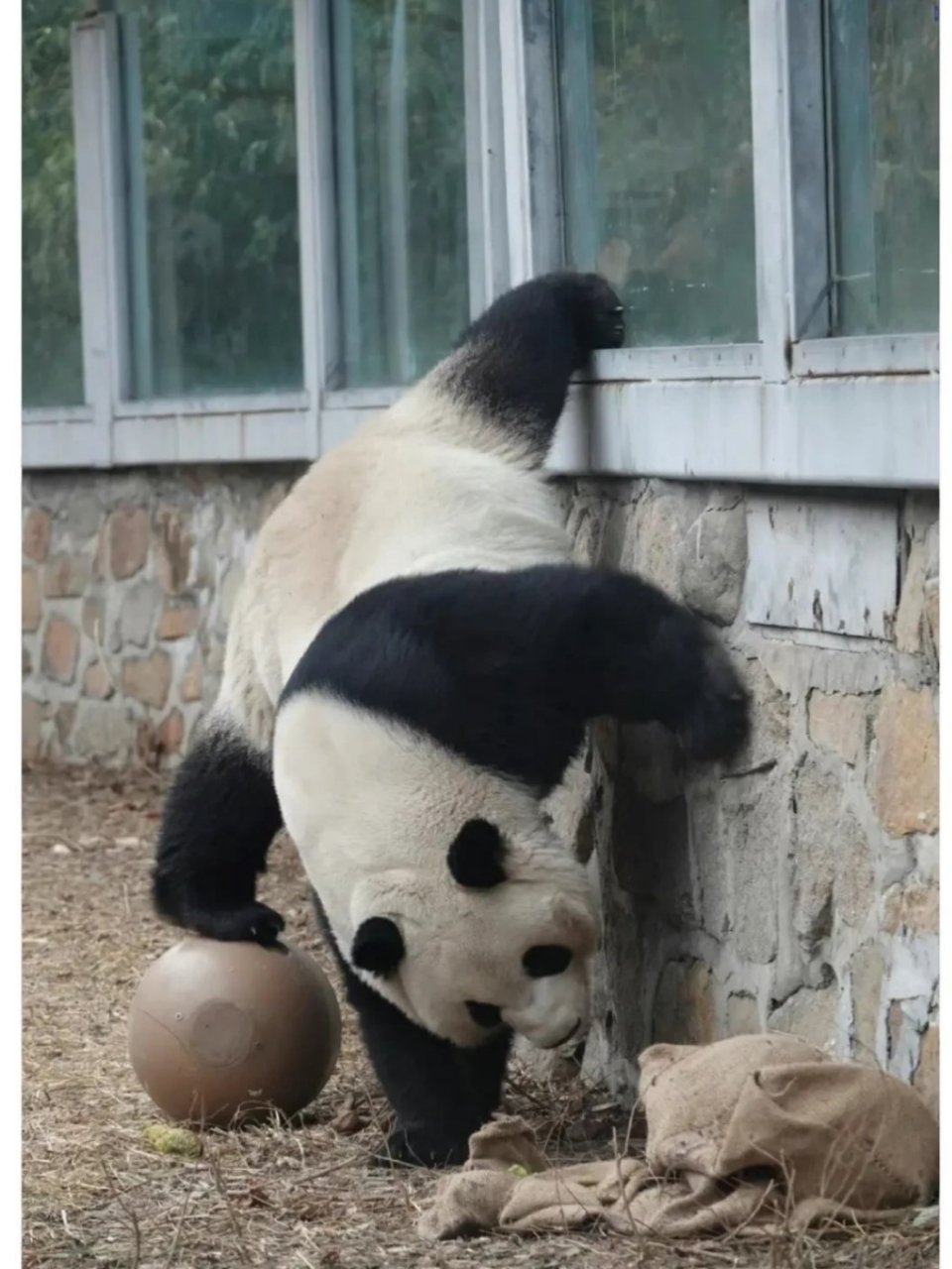 萌兰再现经典一字马,熊猫真的有功夫在身上#国宝大熊猫