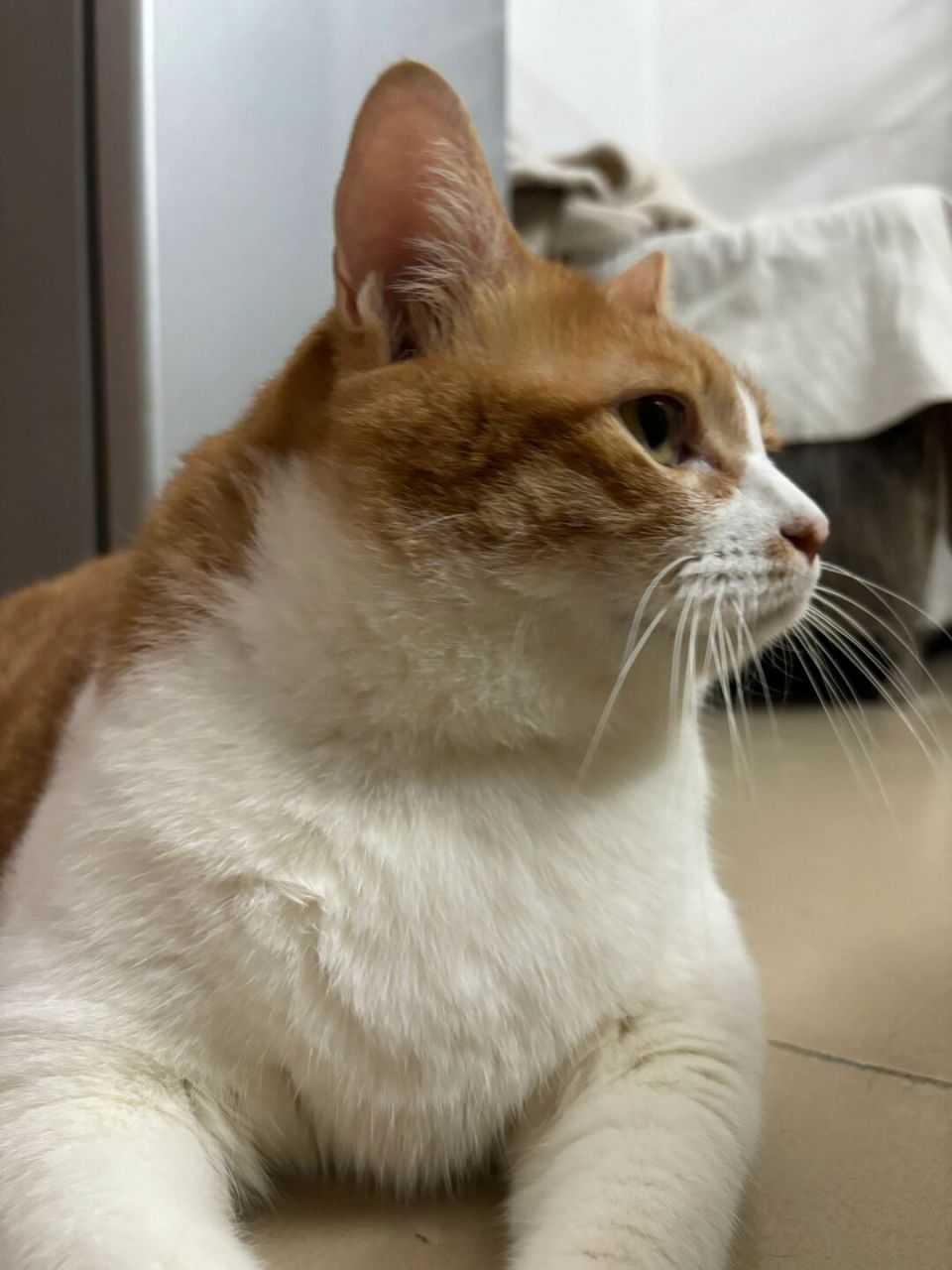 一张图证明你家猫猫很可爱  大家好,我是安安,一只可爱的中华田园猫
