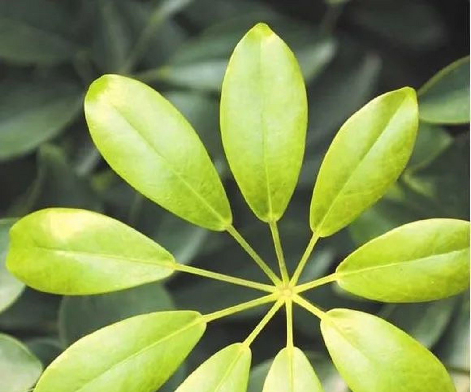 常见掌状复叶植物图片