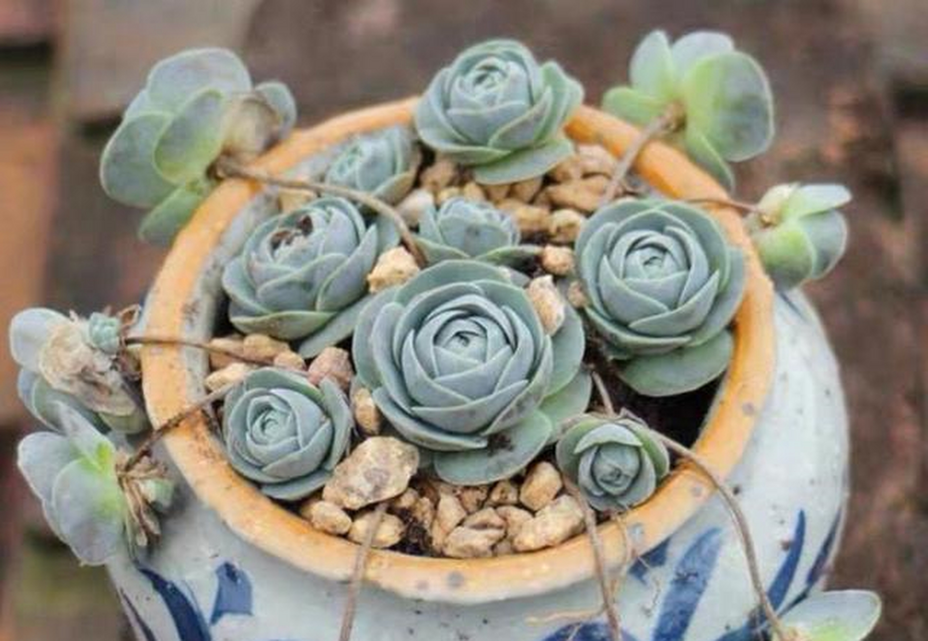 禅意多肉,子持莲华![ok啊]