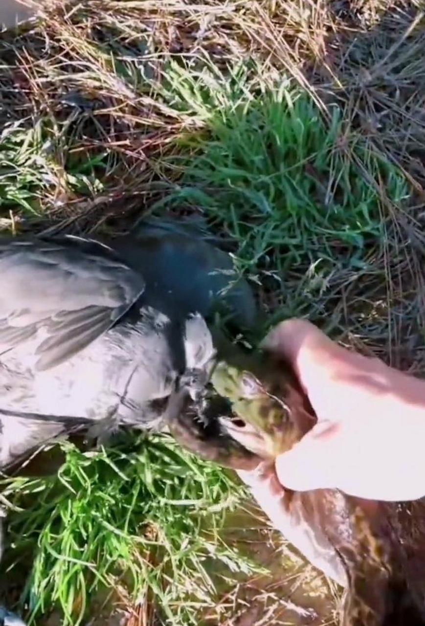 蟾蜍终于吃了天鹅肉,现在终于梦想成真了!