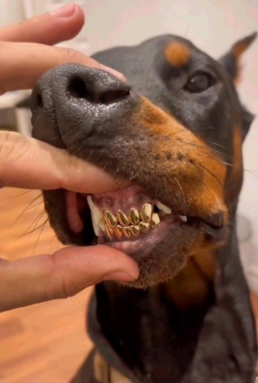 哈哈,狗嘴里吐不出象牙,但能吐出金牙!