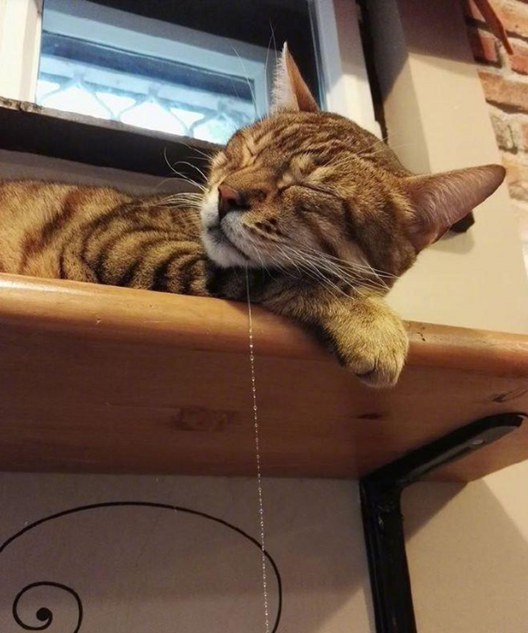 一直睡觉流口水的猫.
