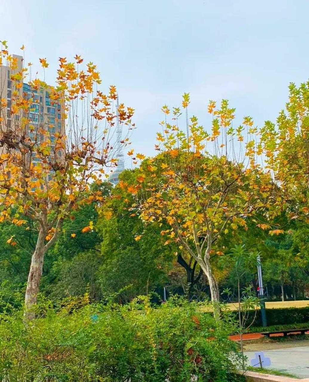 [m"icdrop] 行走路上的风景.北菁园随手拍(八)[爱钱]