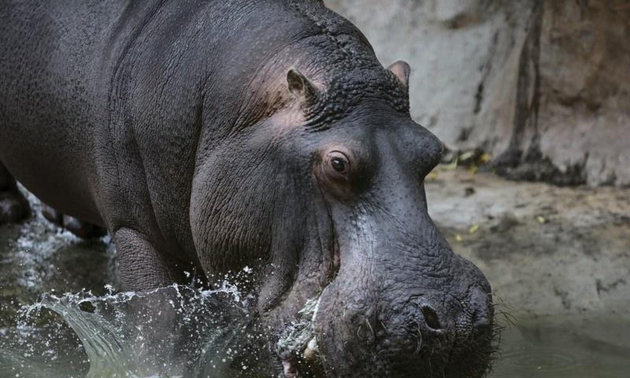 哥伦比亚大毒枭死了,留下一群河马把政府愁坏了.