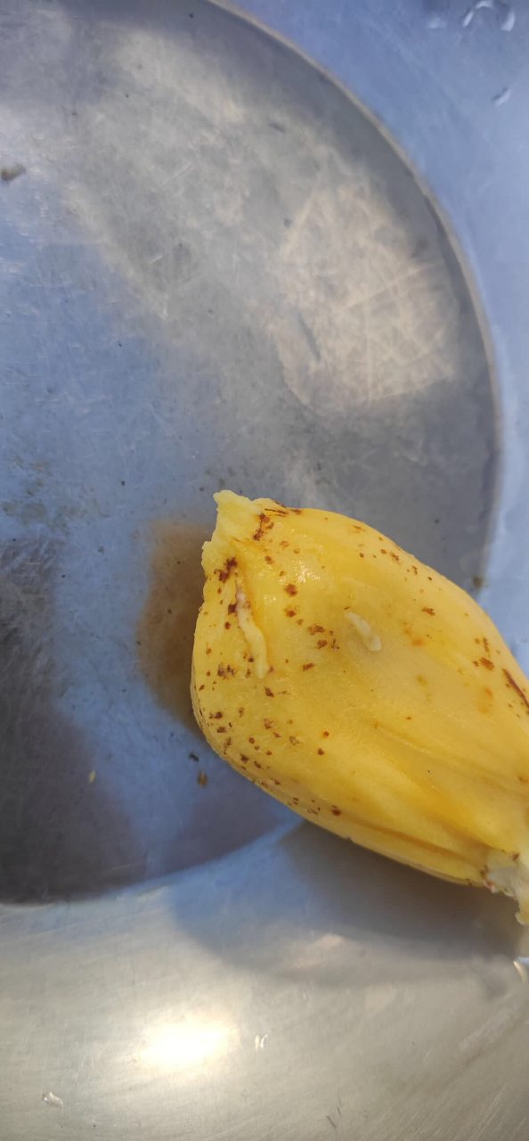 菠萝蜜果肉发霉图片图片