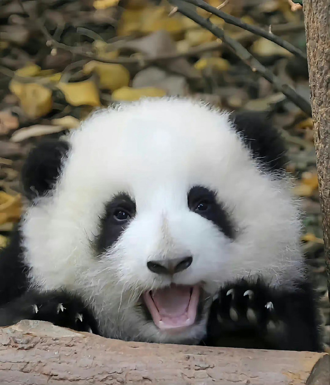 大熊猫丫丫贴秋膘成功,奶呼呼胖唧唧的越来越可爱咯!