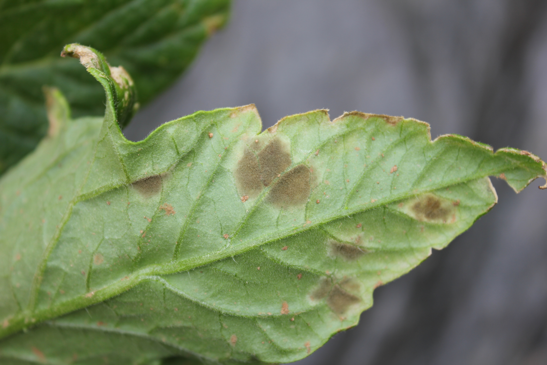 默认分类# 大棚里的番茄叶霉病是#光合作用# 一个主要的病害,危害