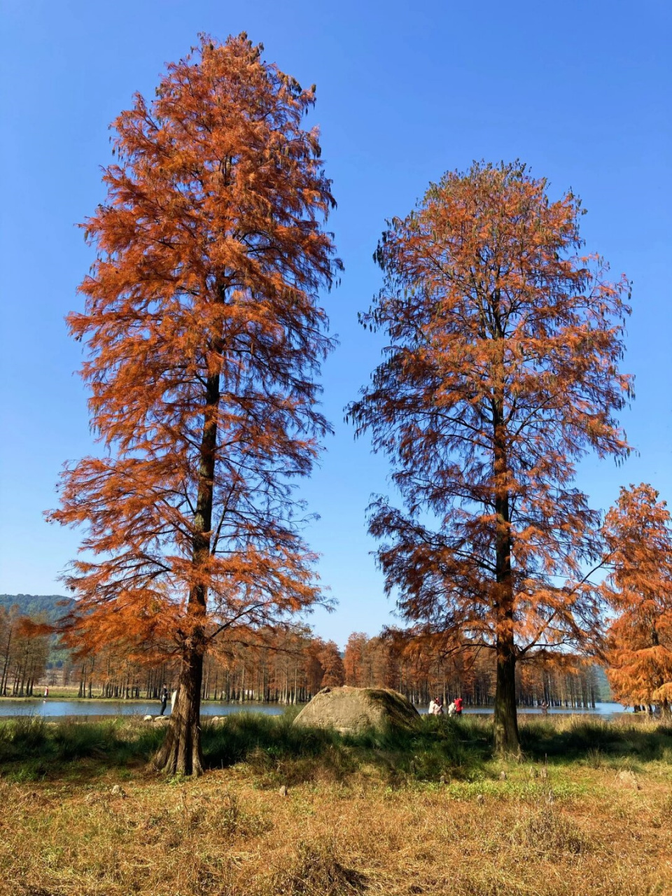 值得一看四明湖水杉 错过等一年  冬日赏叶正当时,四明湖水杉林美景待