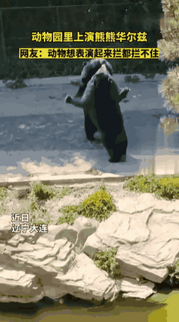 两只小熊在跳舞 ## 热闹是来动物园的观众,但这两只熊,此刻,只有跳舞