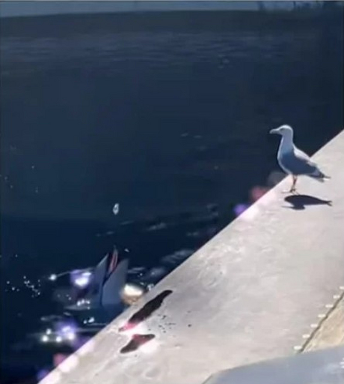 海豚是一种智商相当高的动物,但它们的「屁孩行径」也是师出有名.