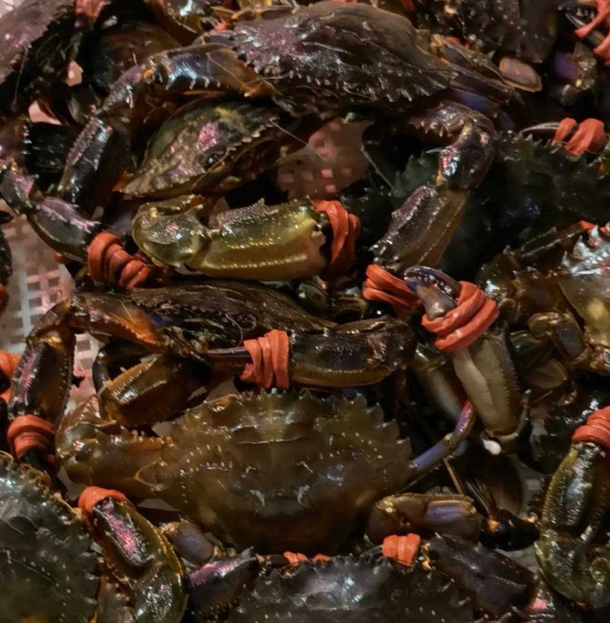 理解舌尖上的也还是这个时期产出的美味佳肴赤甲红海蟹是海蟹中的一种