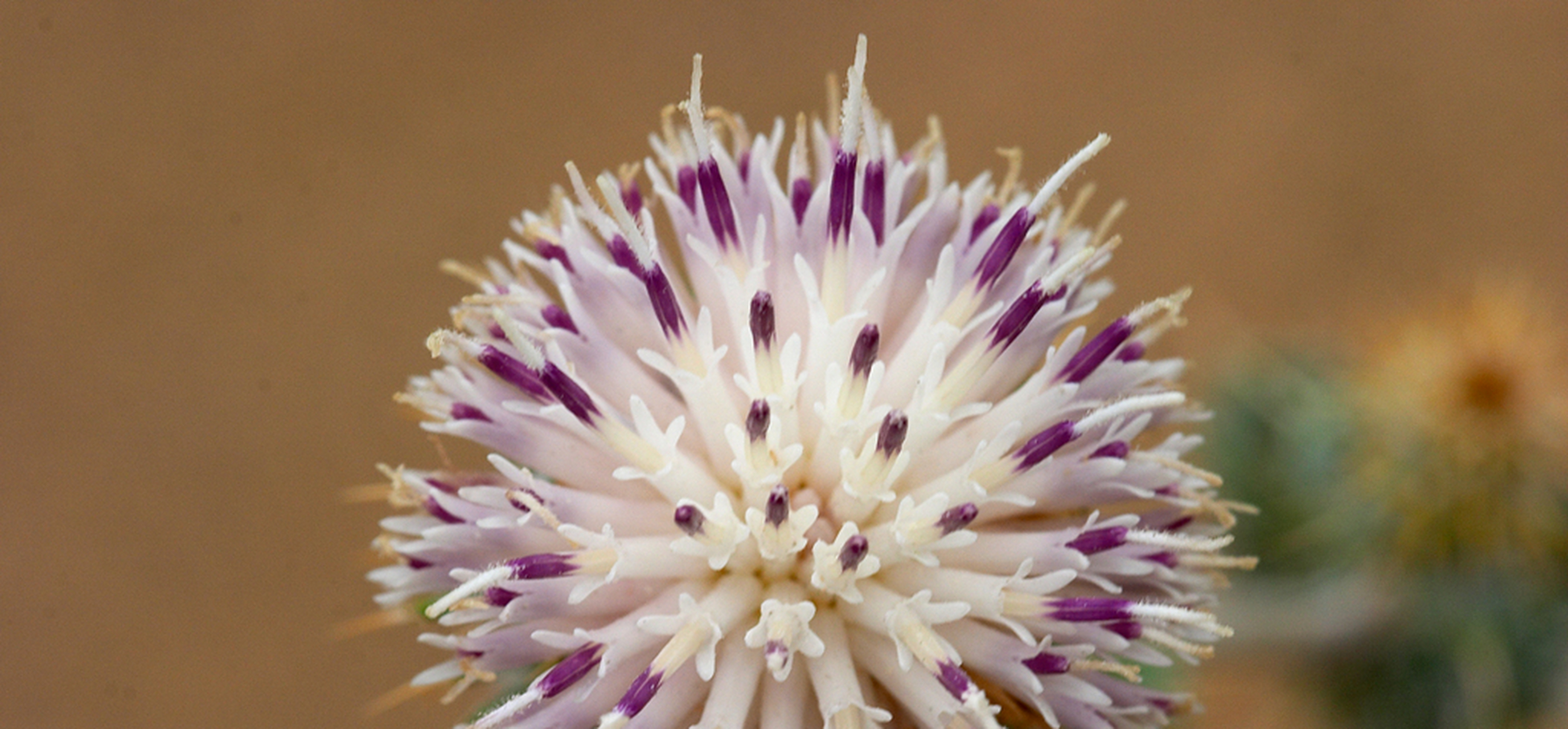 这些花是紫色的.舌状花有管状花瓣.外围花瓣稍长,纤细,直.