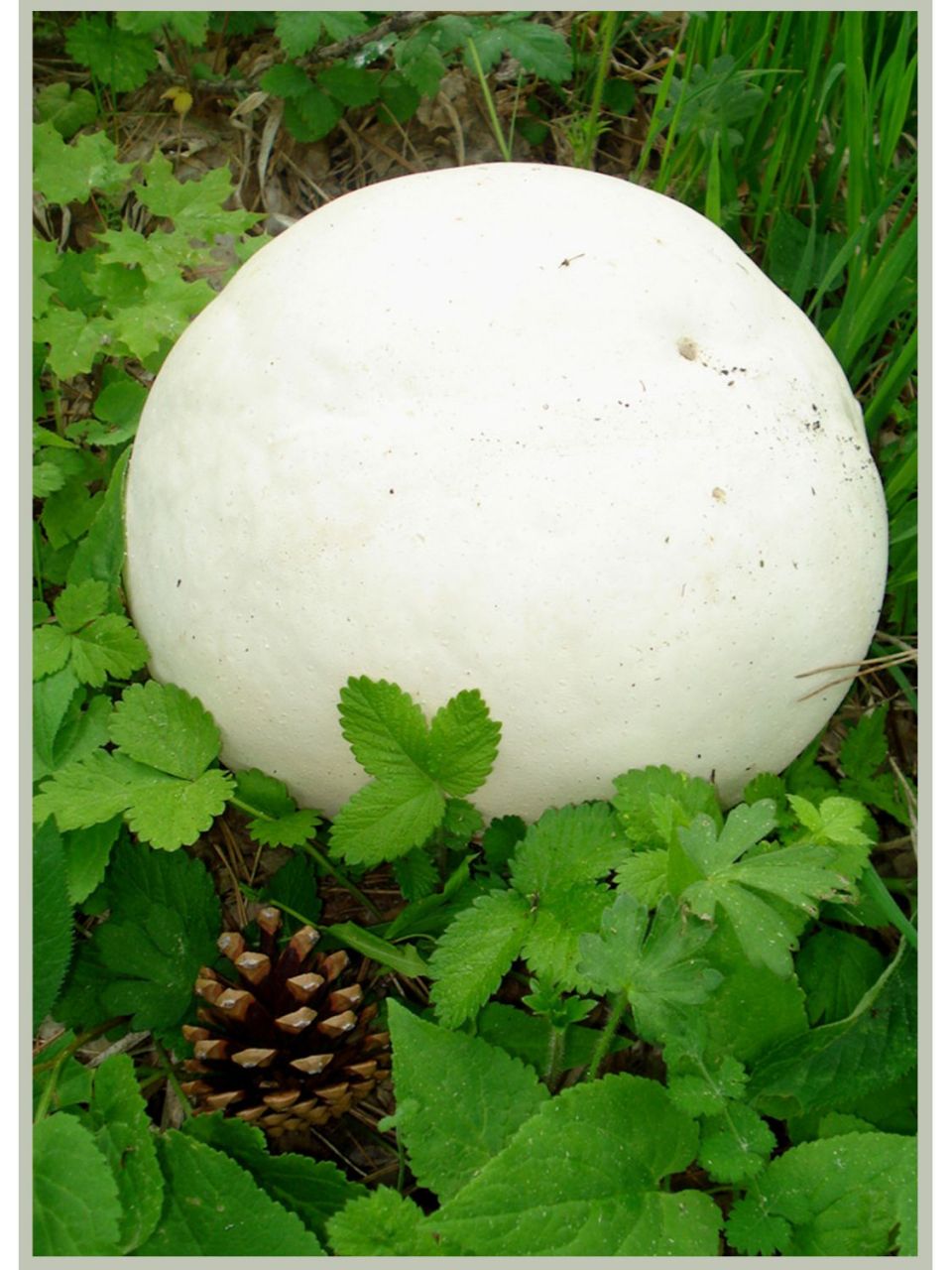 真菌之一,足球状子实体重量通常超过4kg 外表皮特别像皮革,最后会腐烂