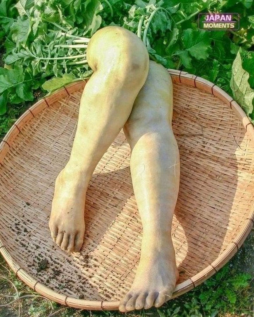 日本人研究种植的萝卜腿,真的有这个必要吗?好吓人啊!