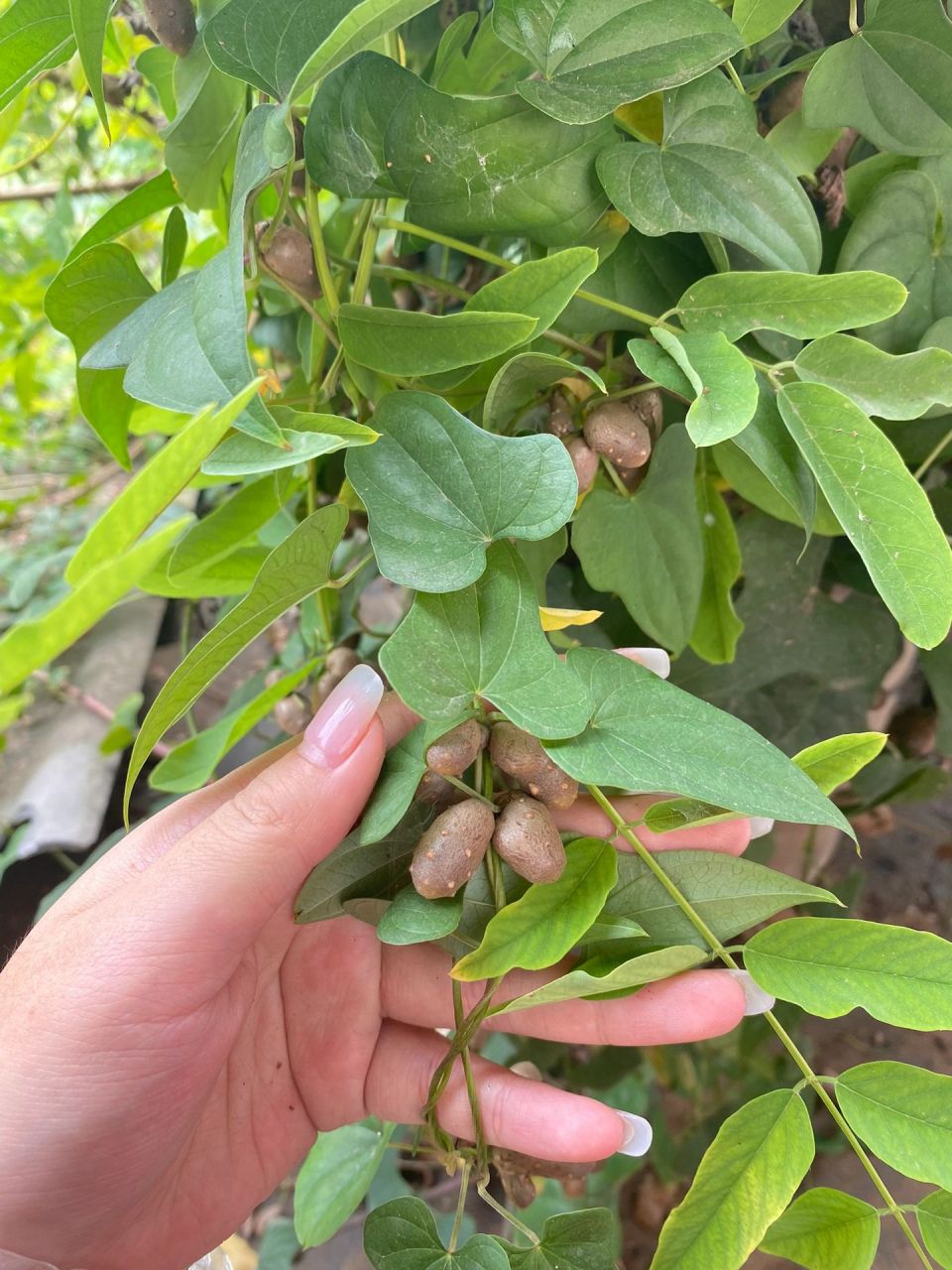 请问山药豆怎么吃 在四川没见过这个,同事说做糖葫芦可以用…有点抓