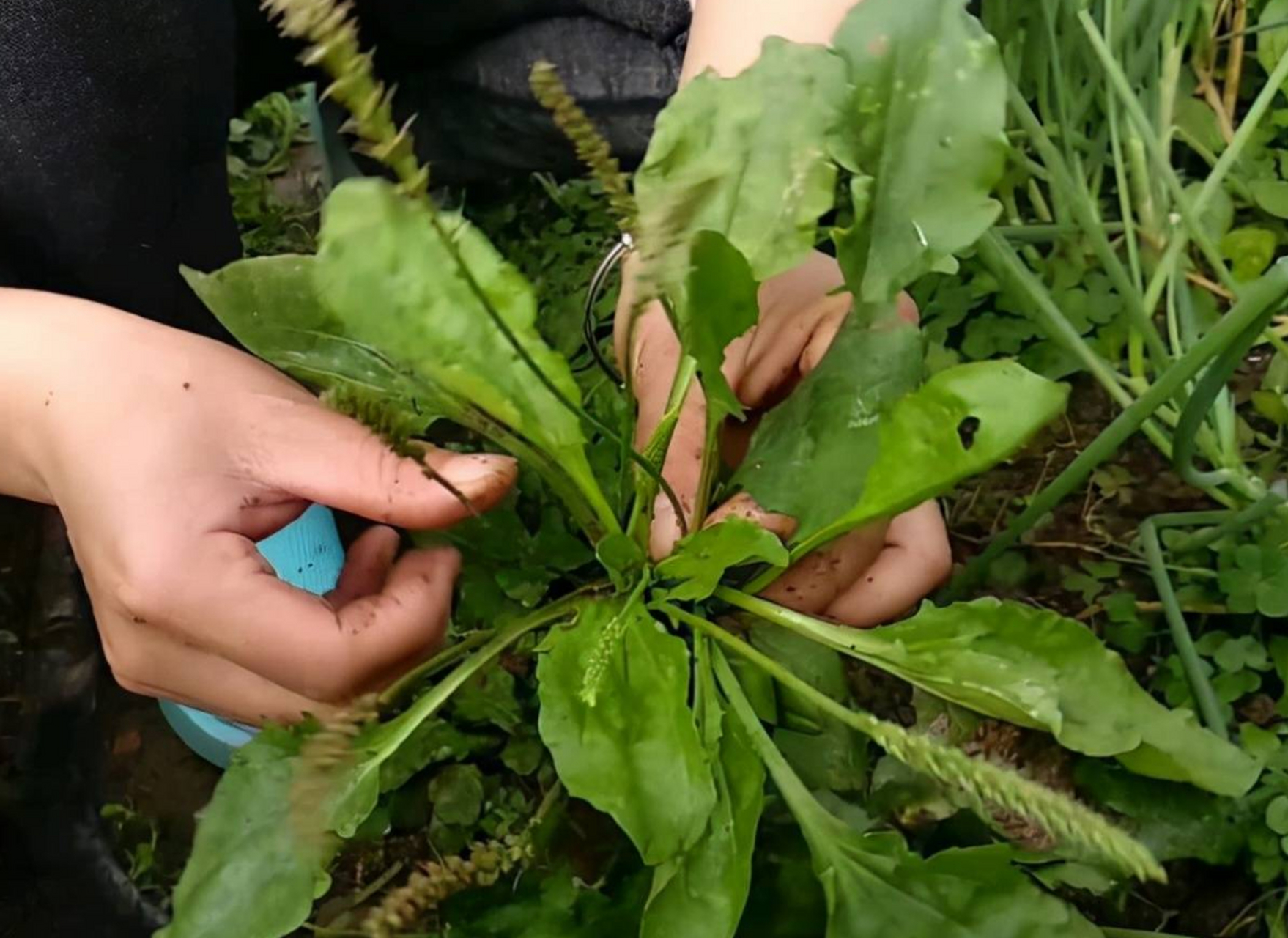 散结外敷草药图片