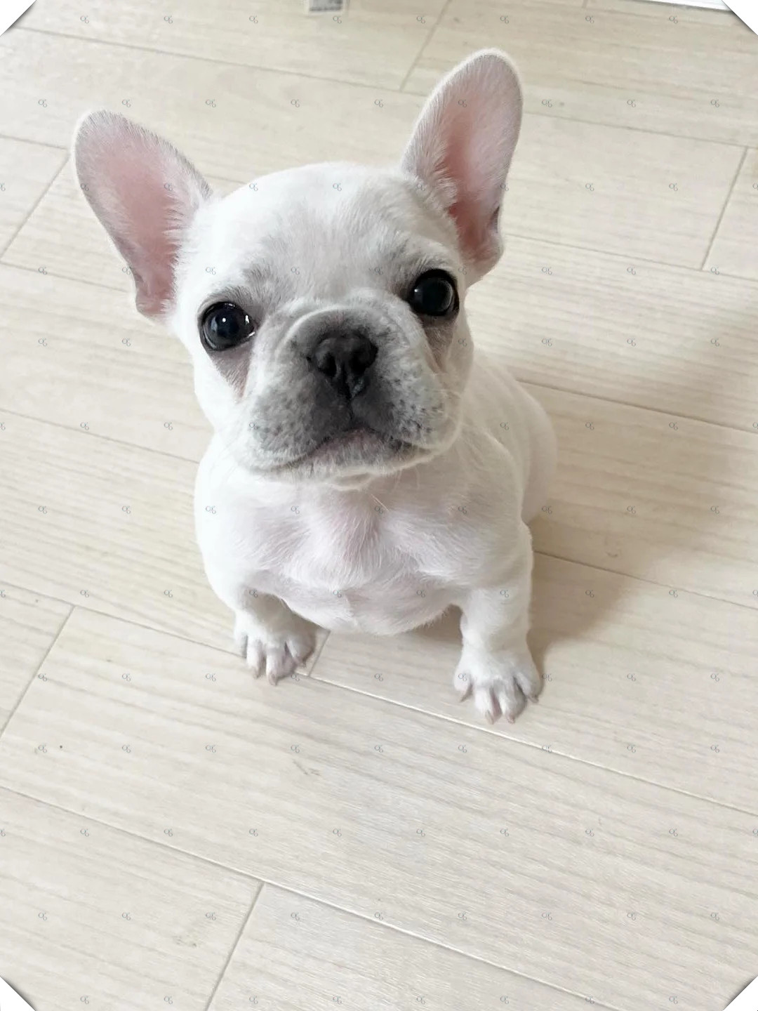 给大家带来一位超级可爱的奶油色小法斗宝宝!