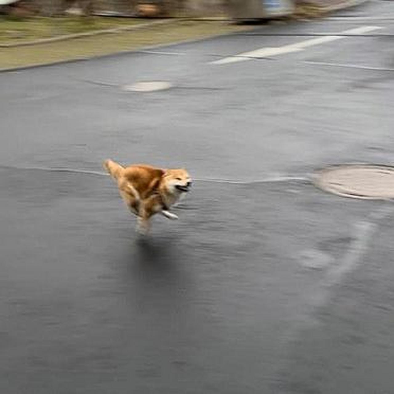 狗子跑过来表情包图片