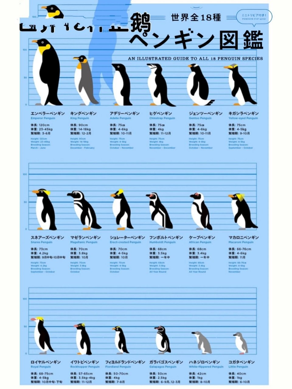 企鹅的身体部位名称图图片