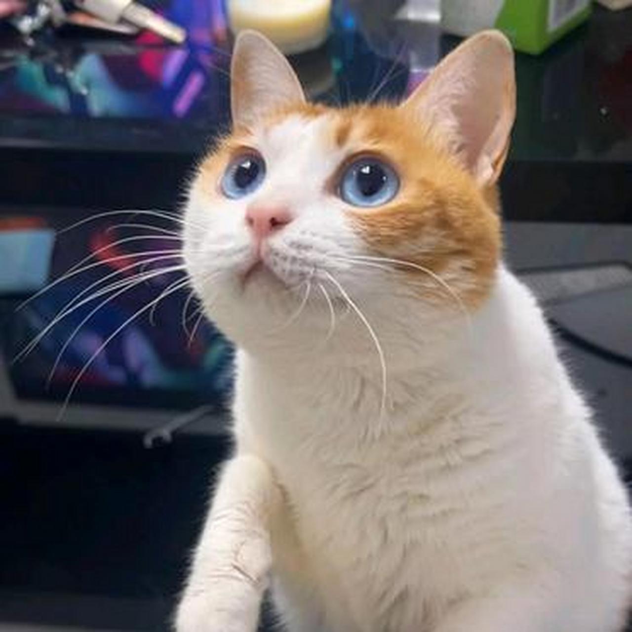 第一次见蓝色眼睛的橘猫,好漂亮呀.