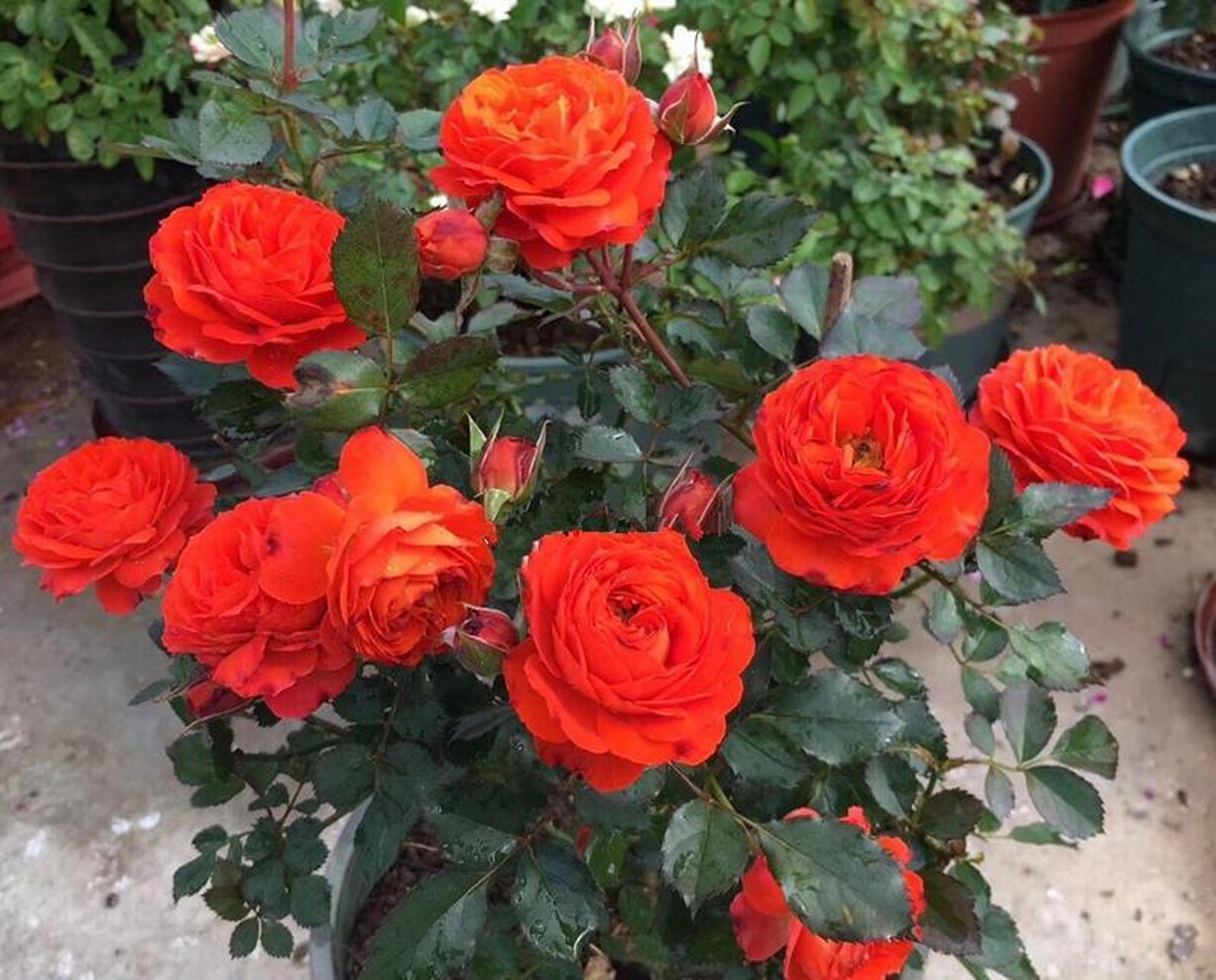 优秀的阳台盆栽花卉——微型月季"橙色宝石",植株只有25~35厘米高