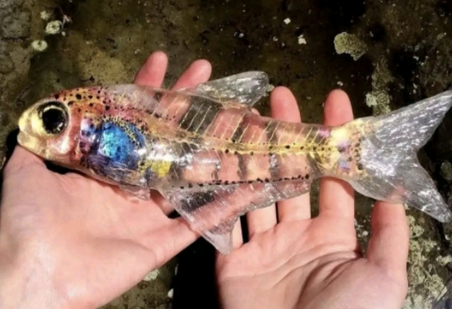 这是什么鱼,在水了就隐身了.