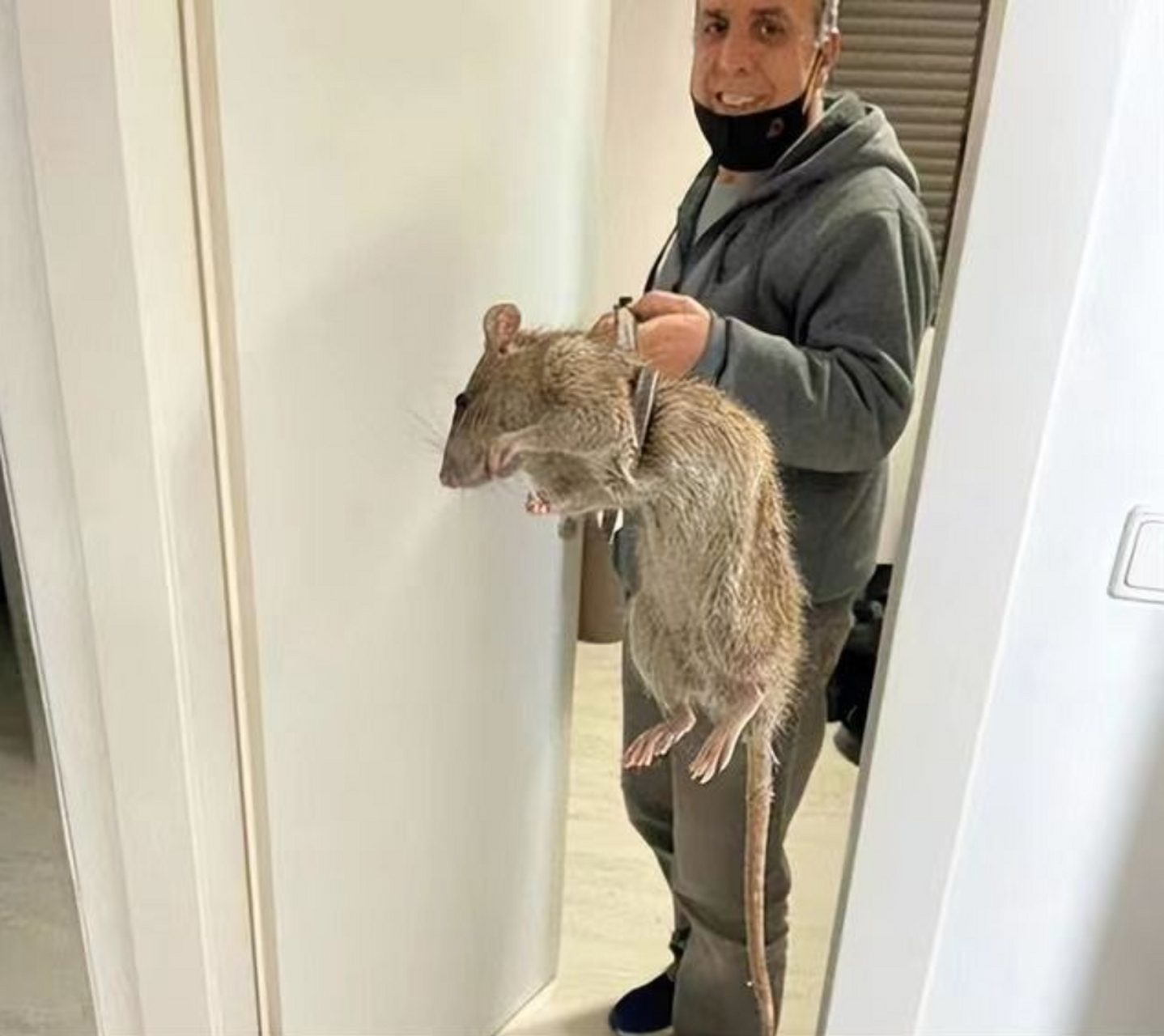 中国巴掌大的老鼠漂洋过海来到英国,竟然长成1米多长的巨鼠,在英国