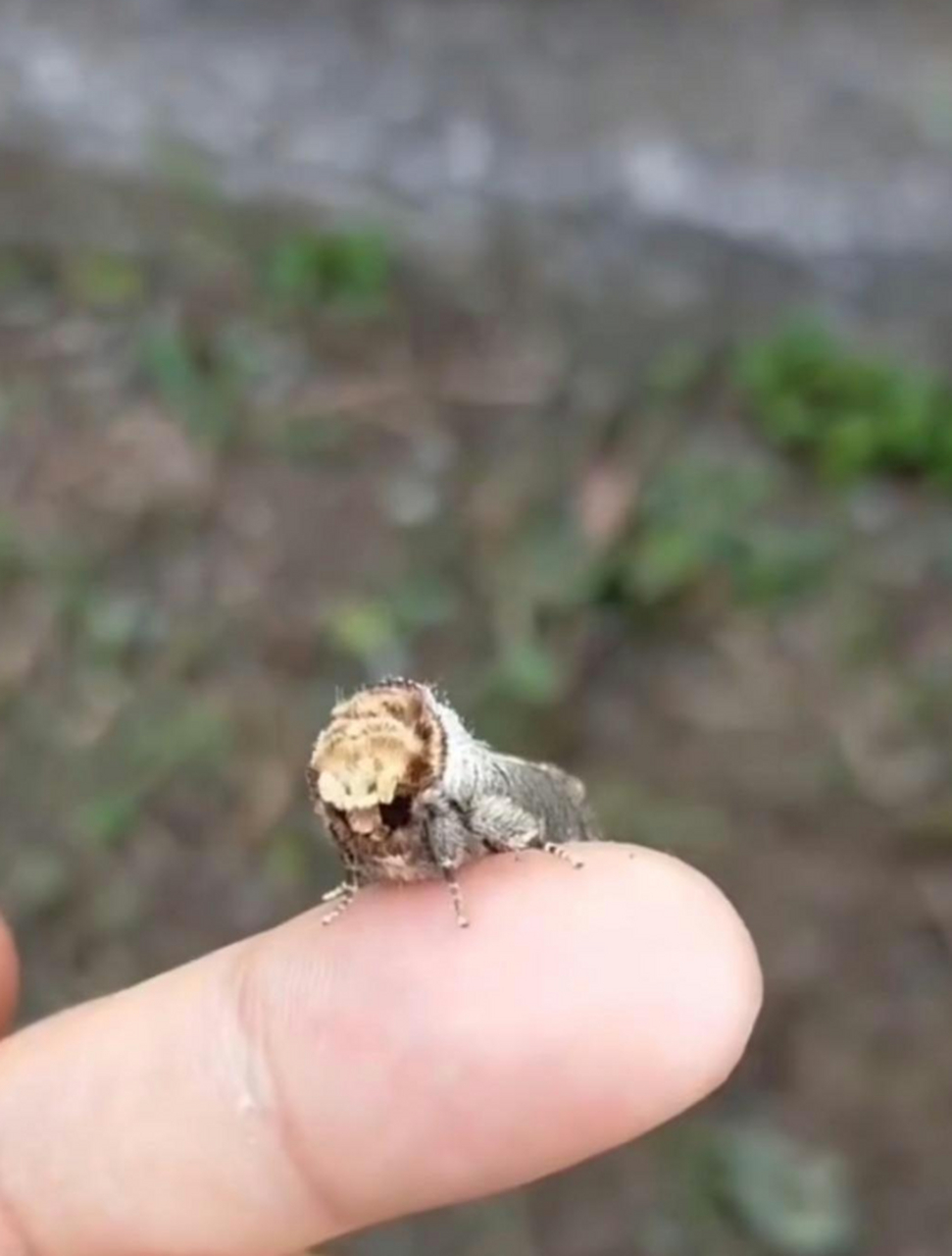 这是什么昆虫,我第一眼看成了木棍