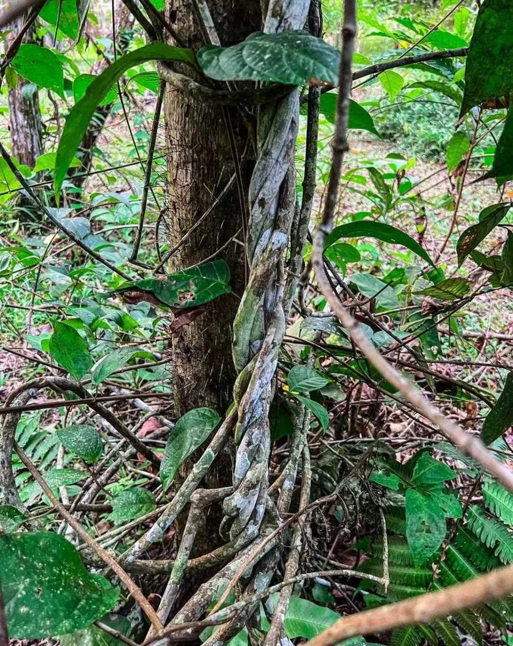 这棵藤蔓就是亚马逊著名植物"死藤,死藤和其他植物一起熬出的药水就