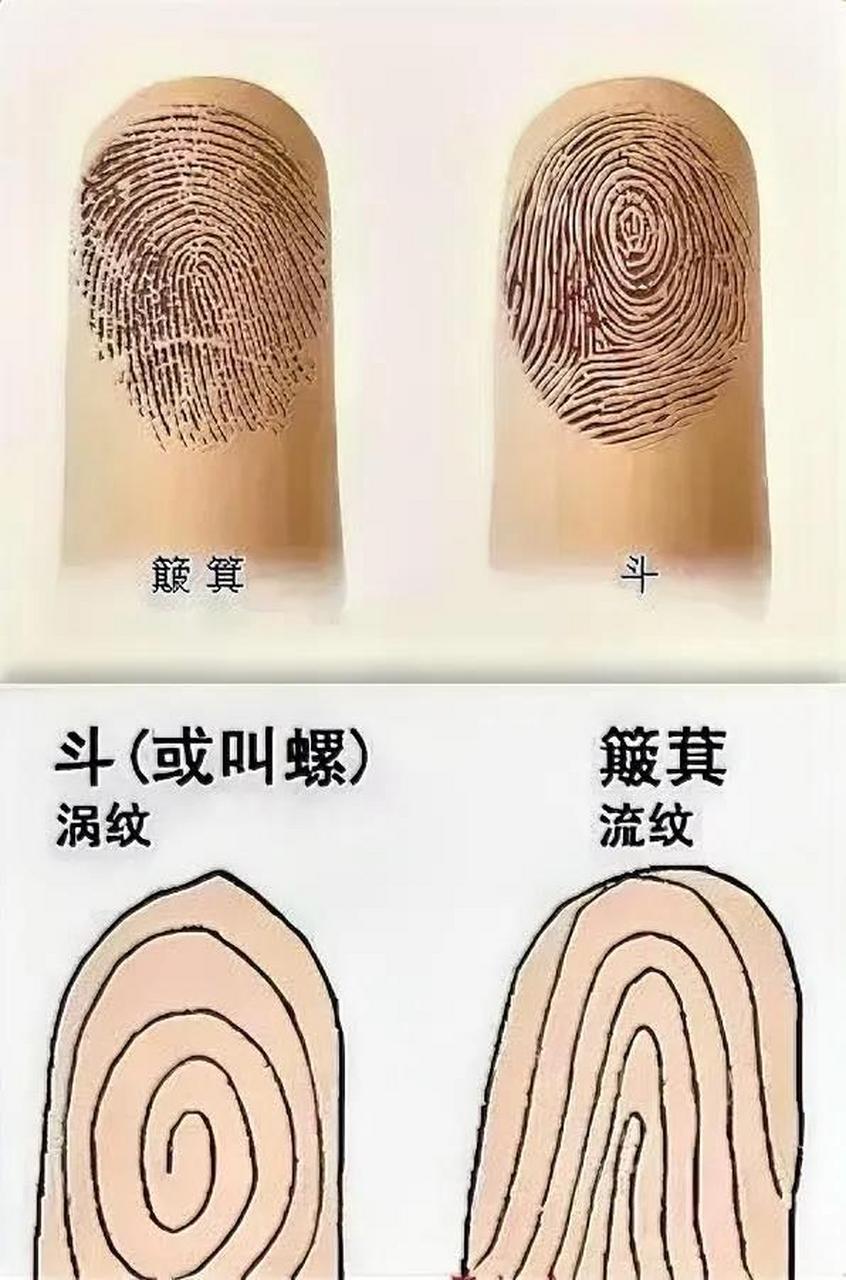 人的指纹的类型一般分为斗型,箕型和弓型三种.