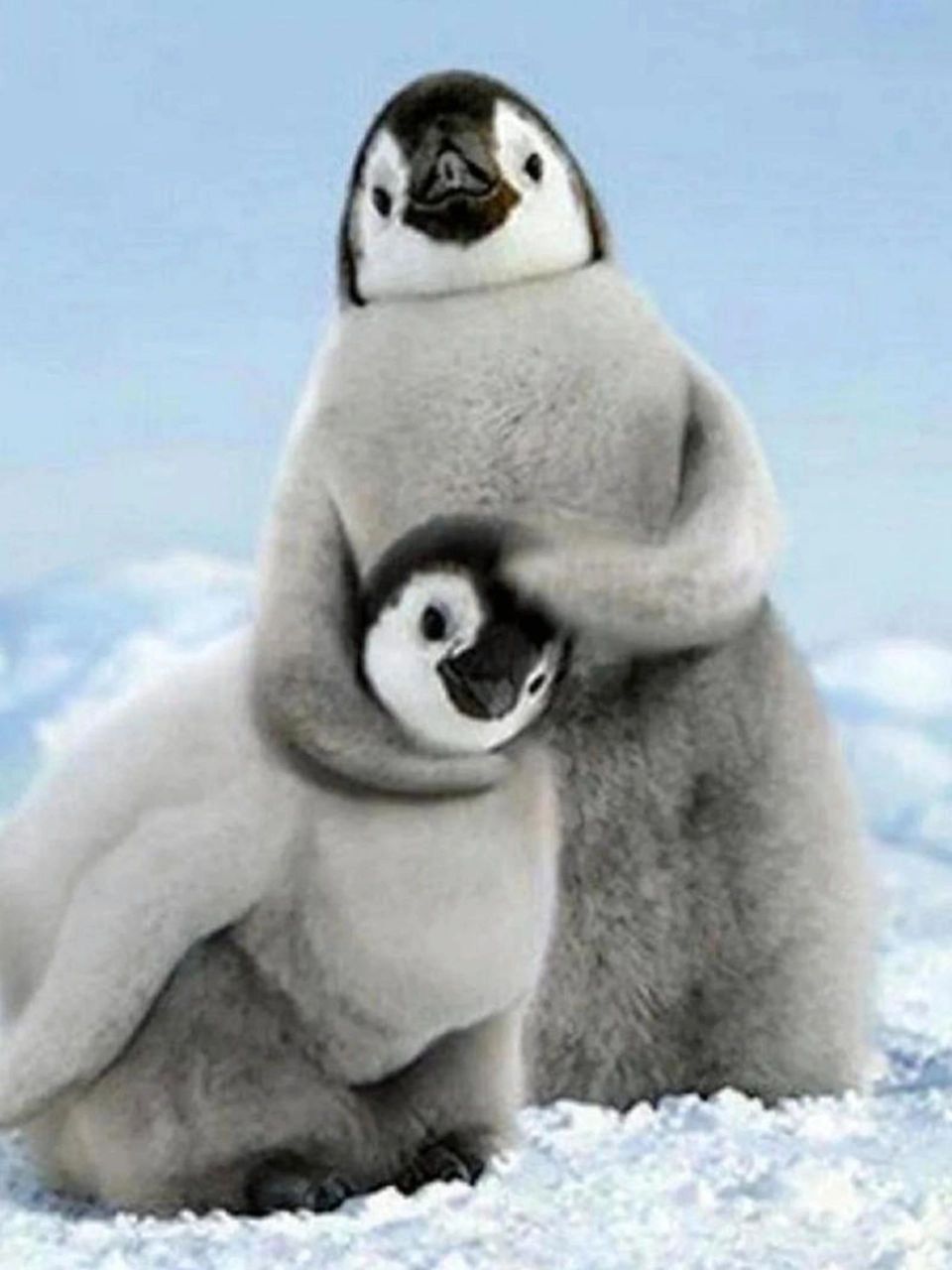 中文名:   【帝企鹅(皇帝企鹅)】 拉丁学名:aptenodytes forsteri