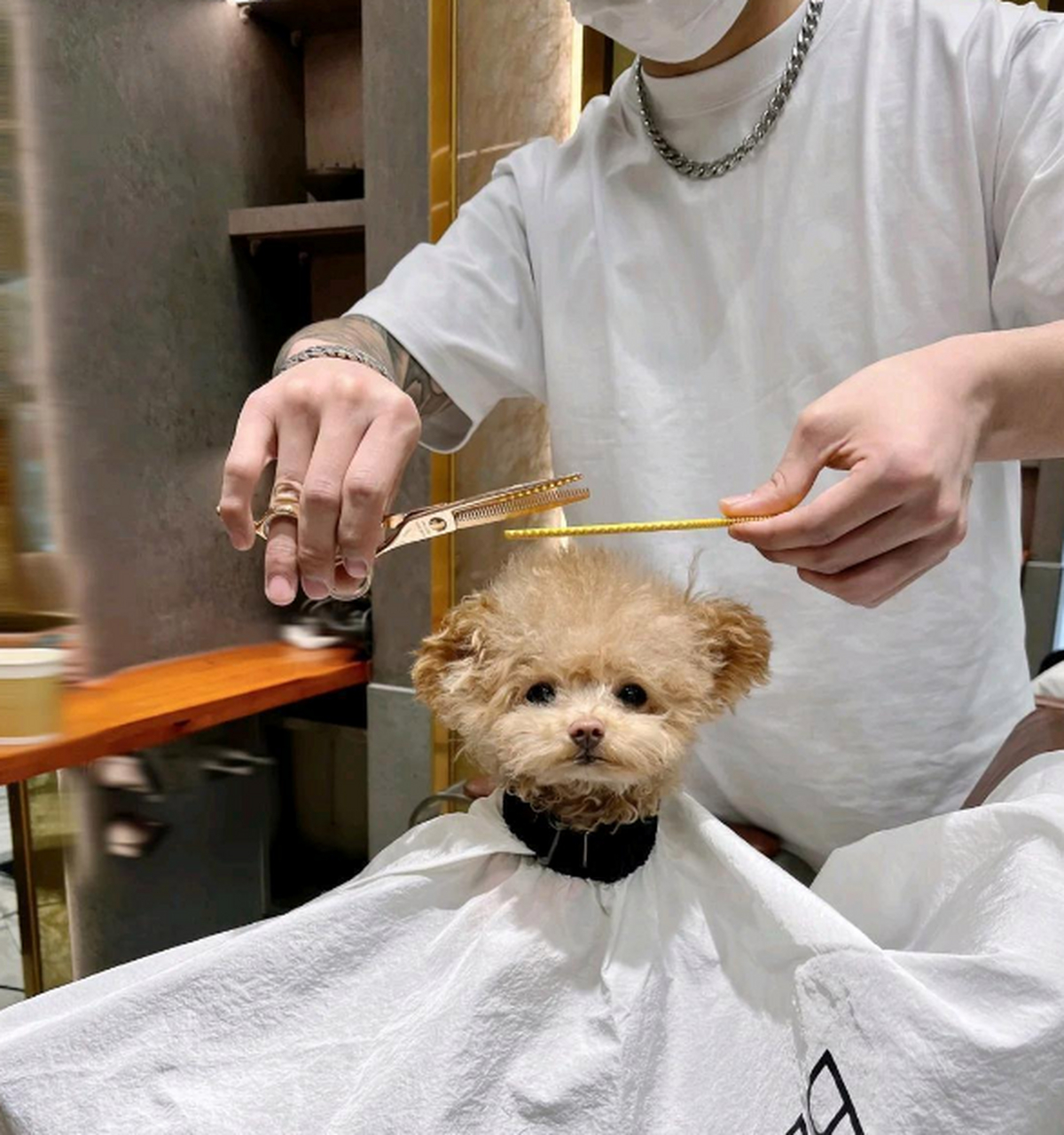 狗狗剪一次头发都要100了