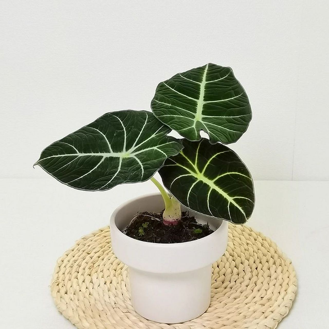 每天认识一种绿植:"尊贵与真诚"天鹅绒海芋 91名称:黑天鹅绒海芋