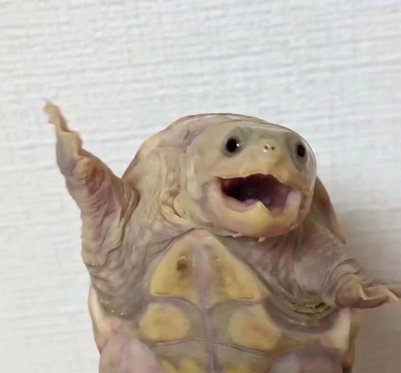 龟龟表情包声音图片