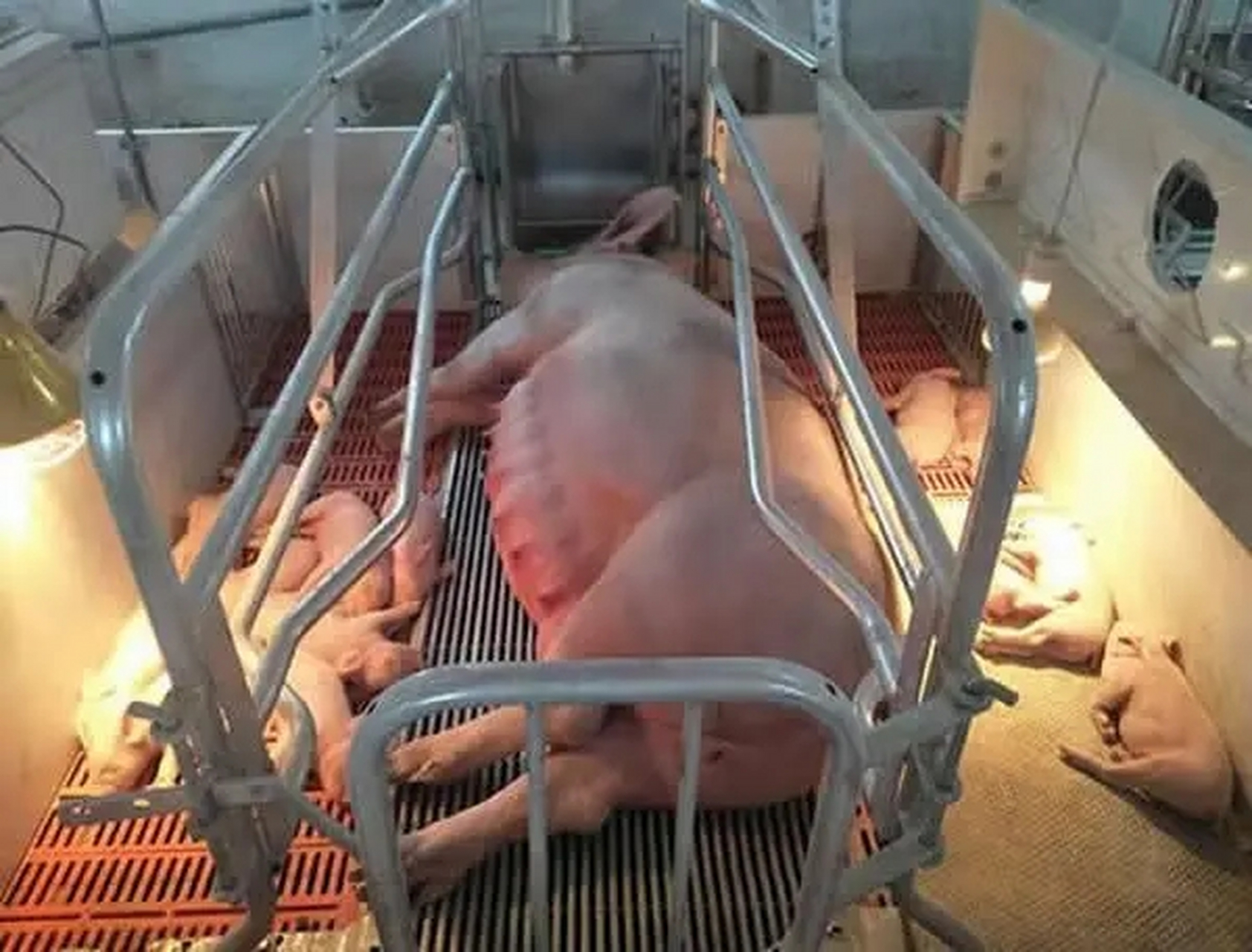 母猪上产床有什么好处?