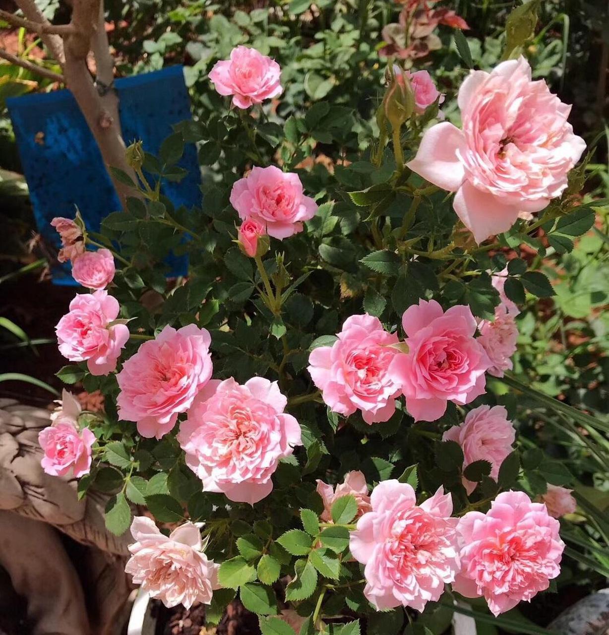 养一棵"幸福之门"吧,一款优秀的微型月季花,植株低矮小巧,高只有三