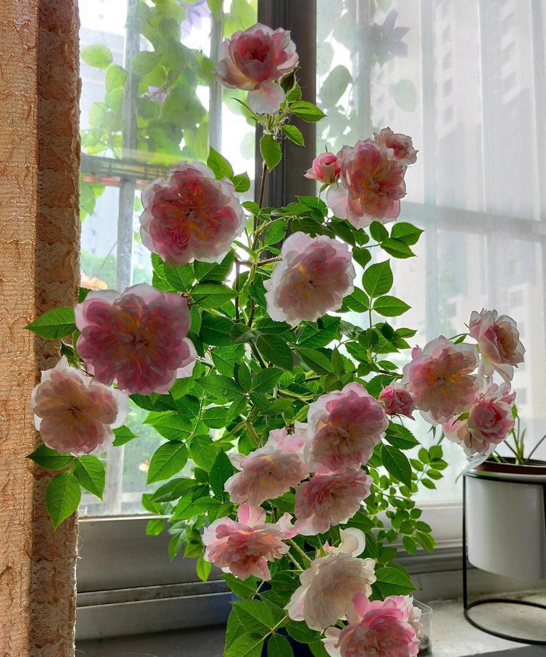 养一棵"幸福之门"吧,一款优秀的微型月季花,植株低矮小巧,高只有三