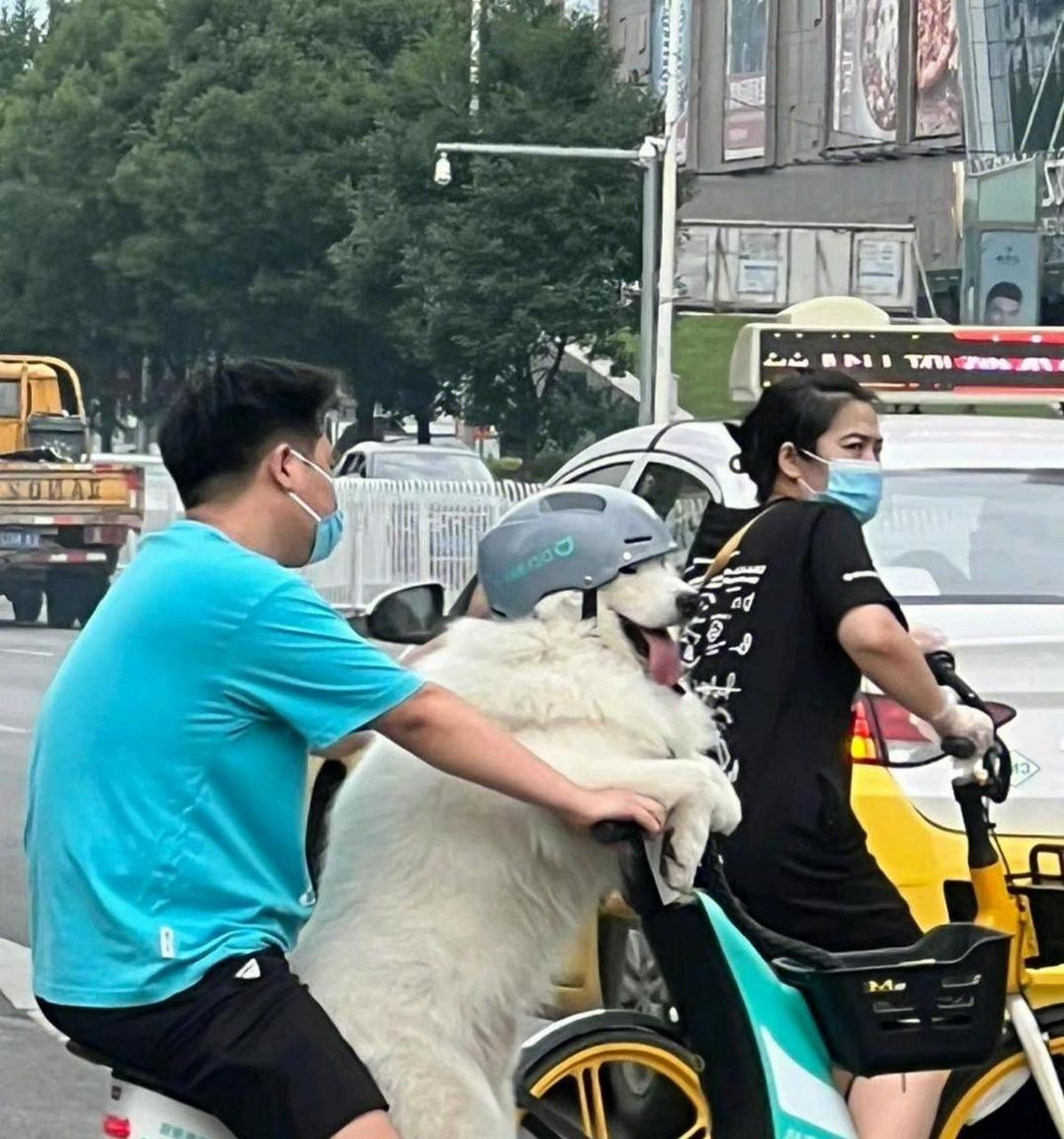 电瓶车不让带人 我没带人,我带的是狗[三哈] #搞笑趣味图