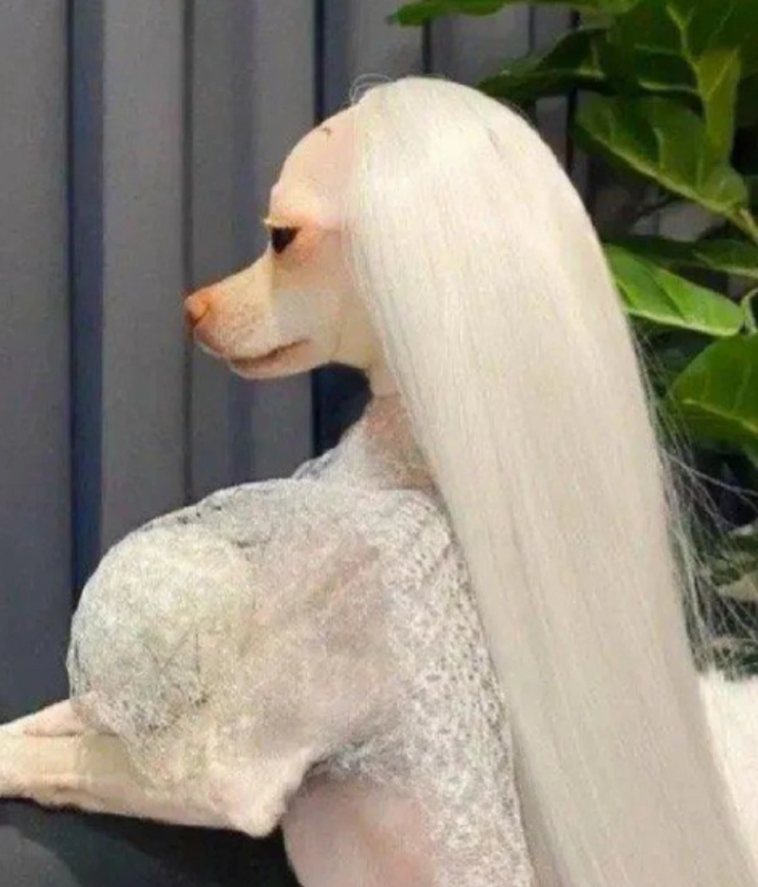 真羡慕这贵妇犬,比我头发都还要多