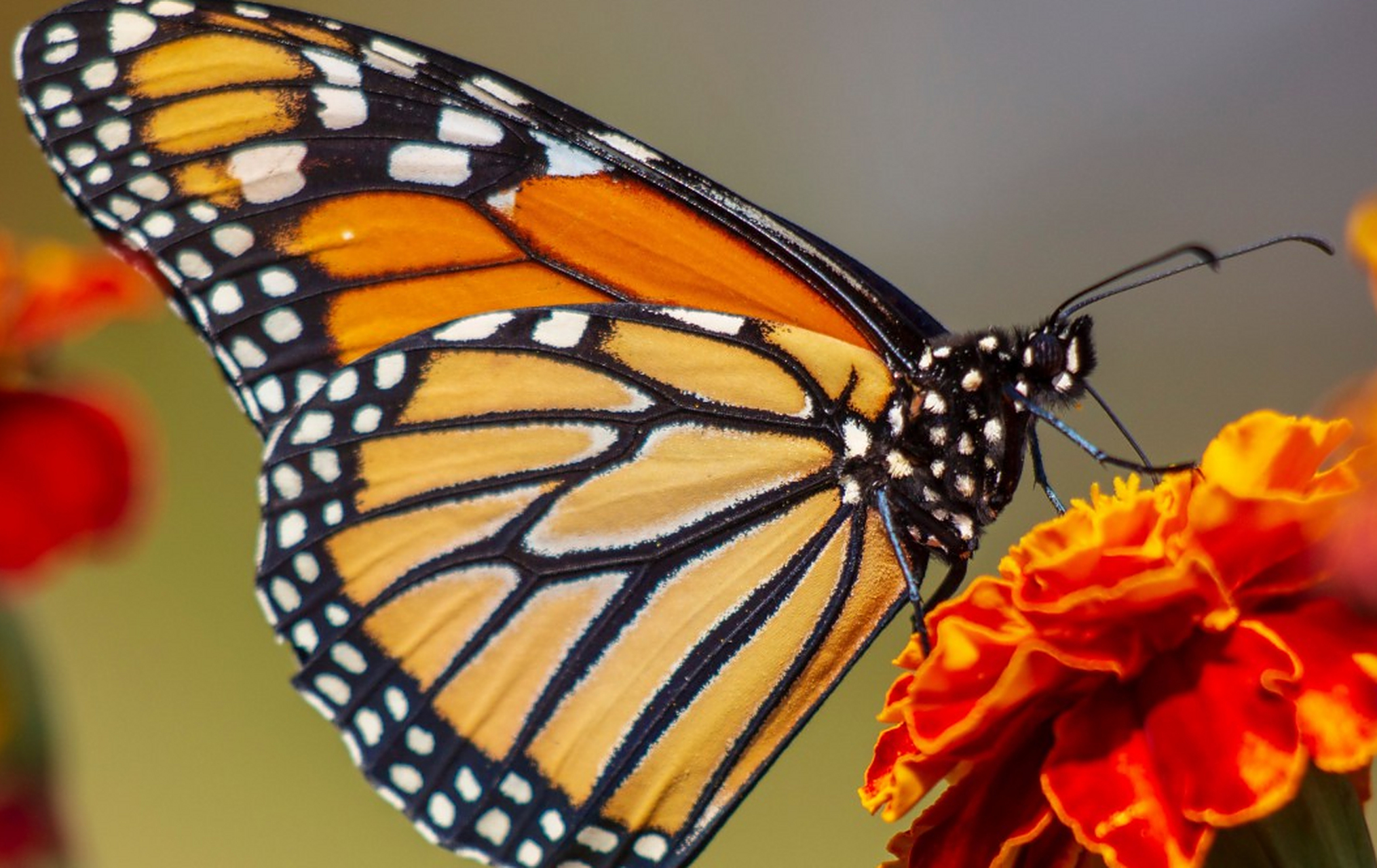 蝴蝶翅膀上的粉末状物质称为鳞粉,它们是多层重叠的鳞片组成的,这些
