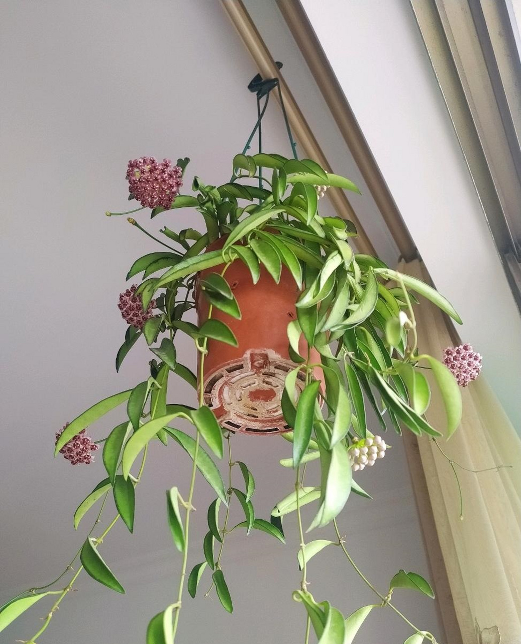 阳台光照不多的花友,建议你养这种植物——威特球兰(hoya wayetii)