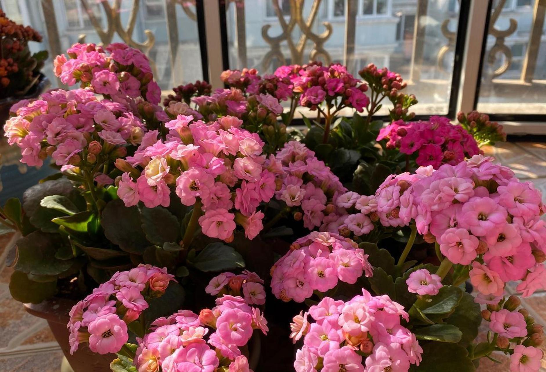 长寿花"泽塔",会变色的盆栽花卉,花朵初开时是仙气十足的淡粉色,开到