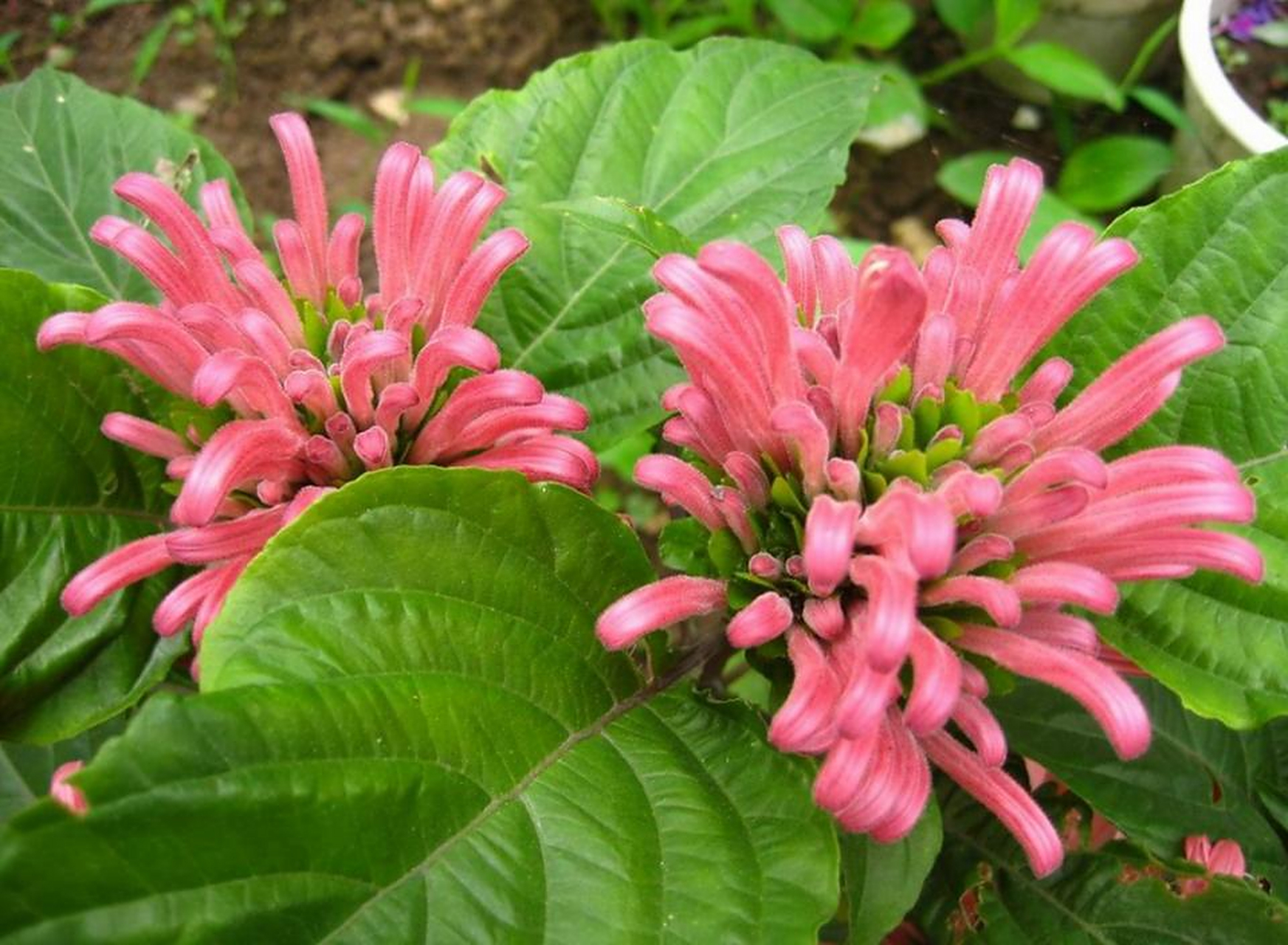 今天,小编就来和大家聊聊如何养殖珊瑚花以及注意事项,让你的珊瑚花