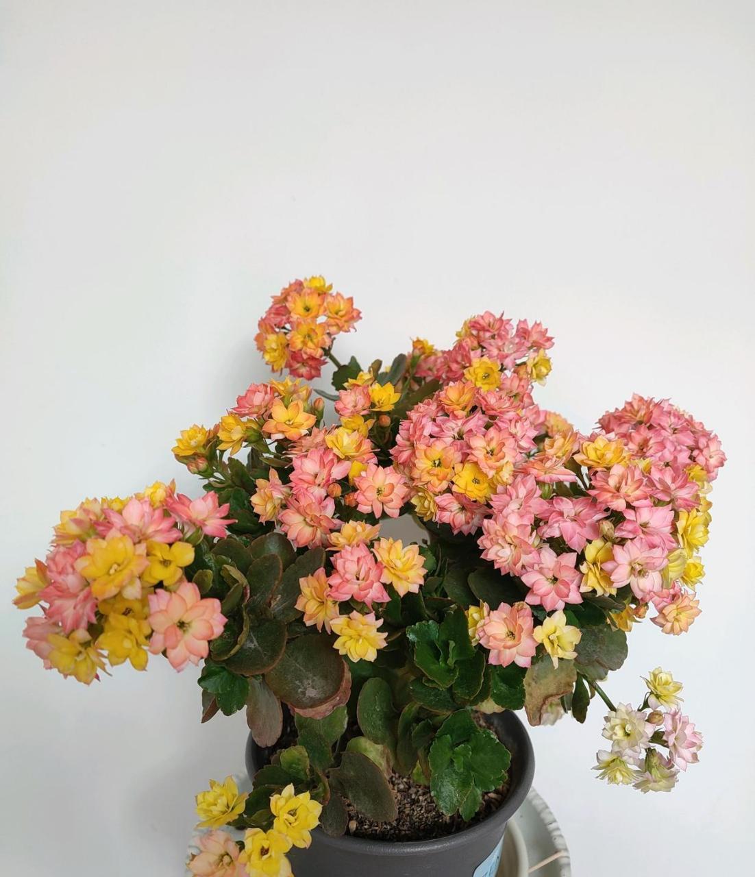 会变色的长寿花——外星人,也叫et,小型品种,植株紧凑圆润,株高20厘米