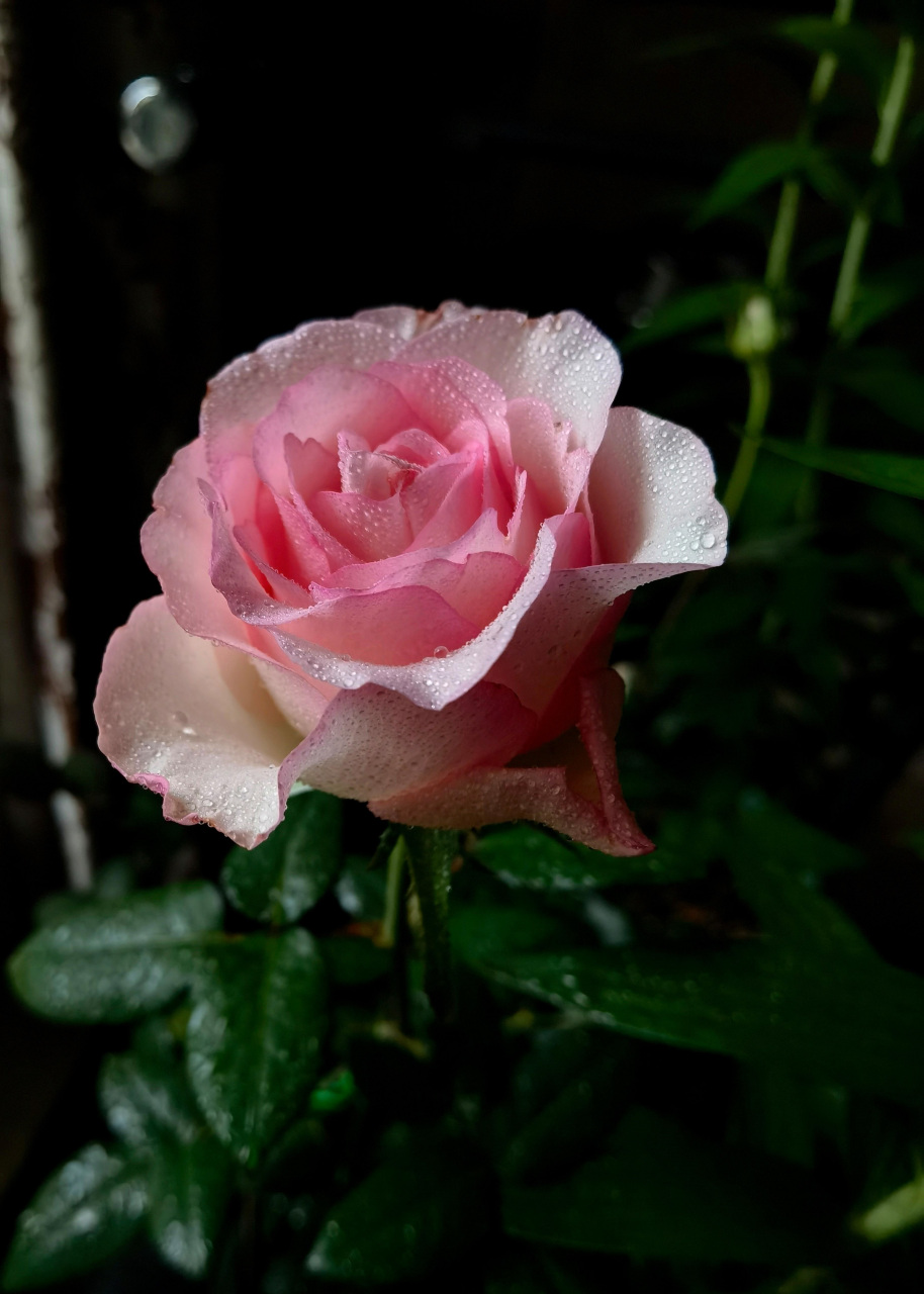 给大家推荐一款很值得养的品种——洛神,它号称月季界的"钻石",看这几