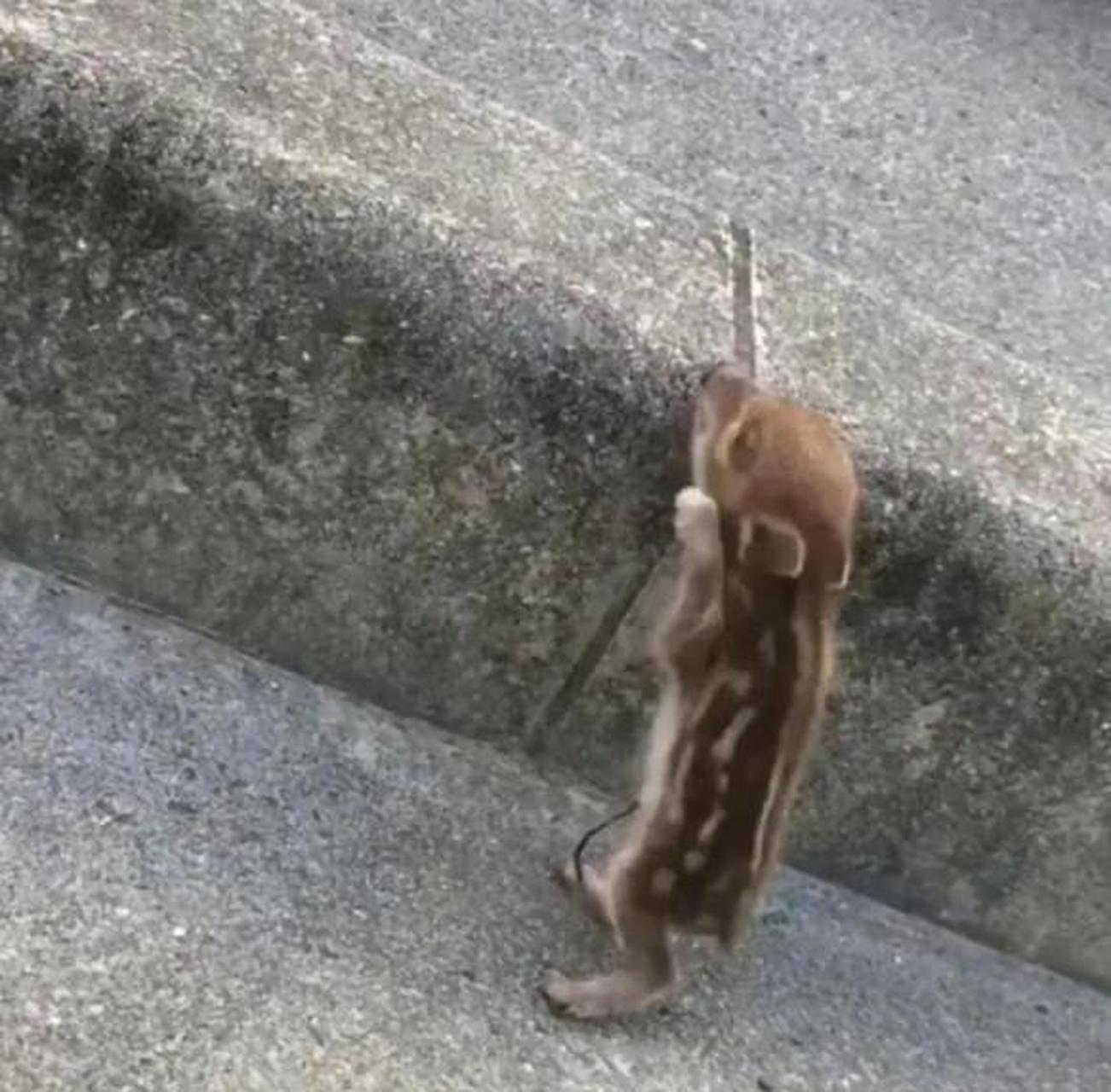 发现一枚野生小佩奇!能拿回家养吗?