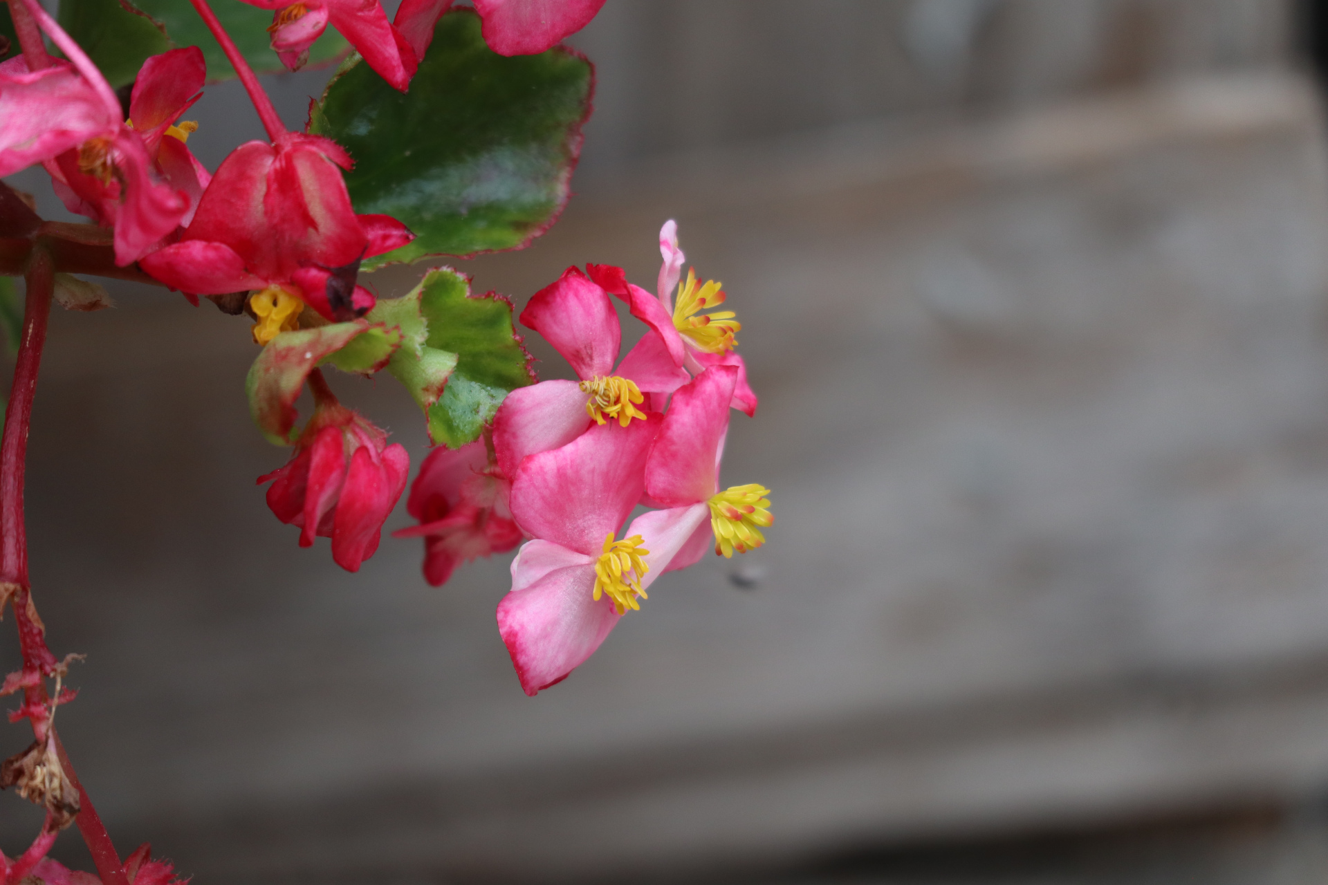 秋海棠又称相思草,中国人予以"相思","苦恋",因其又名"断肠花",故又