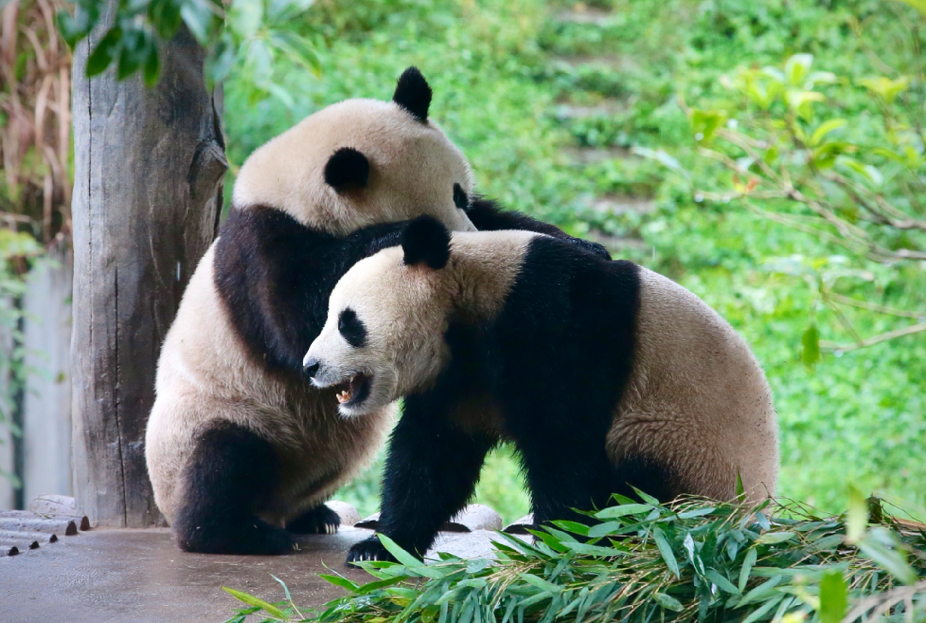 熊猫野生的生活环境主要分为森林和竹林两种,黑白相间的外表有助于
