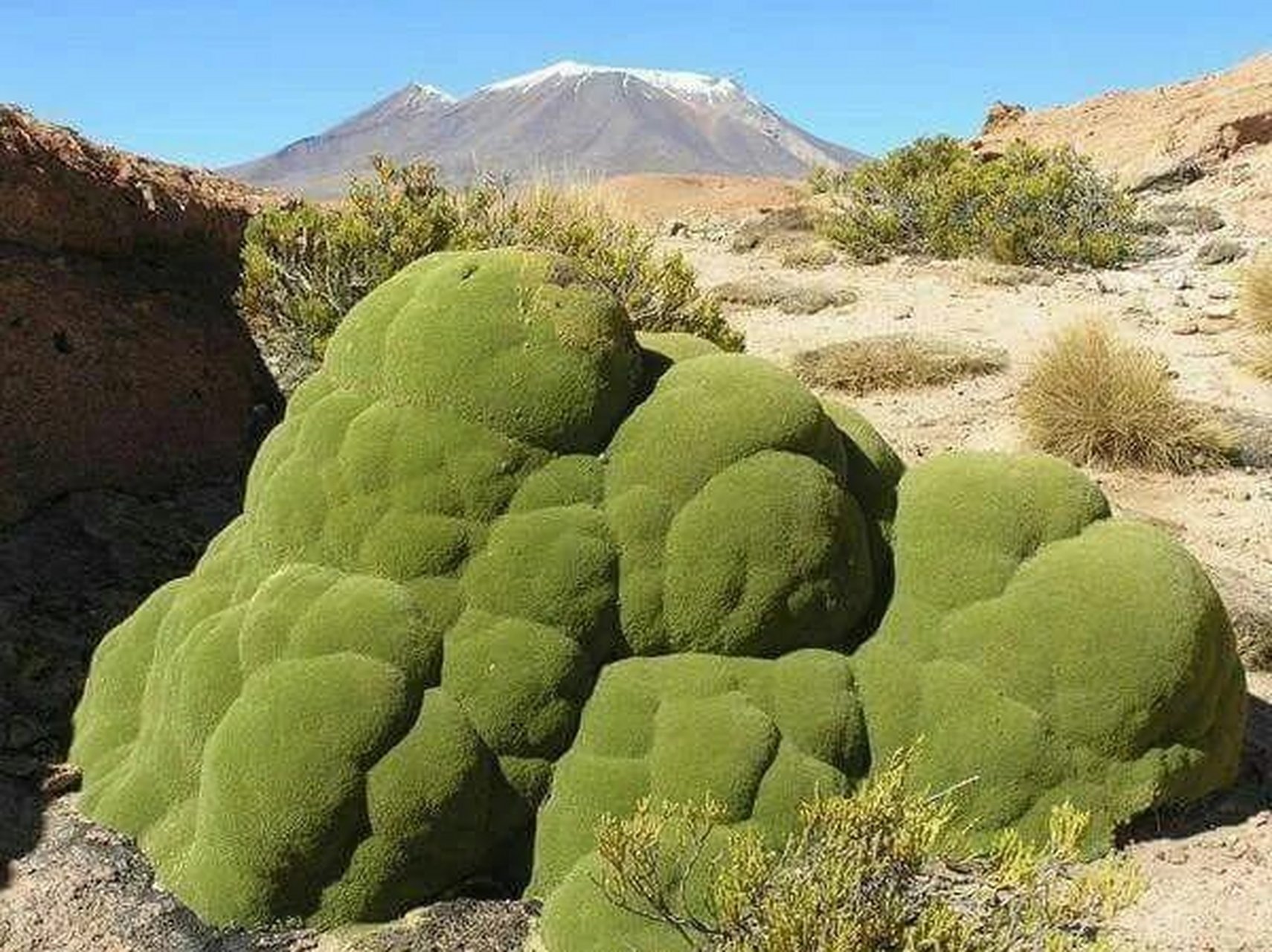 青苔像什么图片